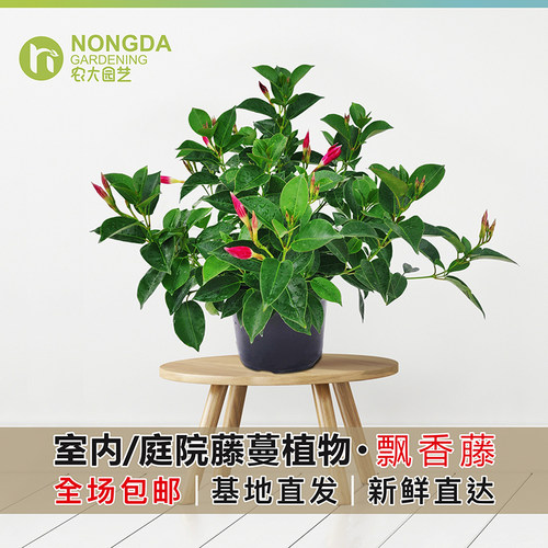 农大园艺飘香藤盆栽花苗多季开花