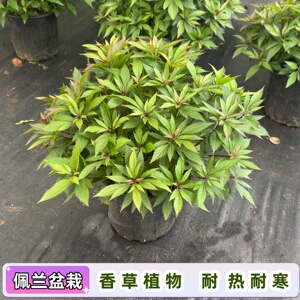 农大缘艺大盆佩兰盆栽苗原盆原土
