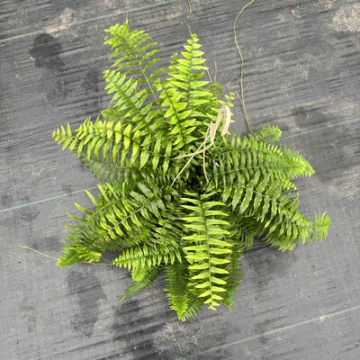 农达缘艺霸王波士顿蕨垂吊盆栽