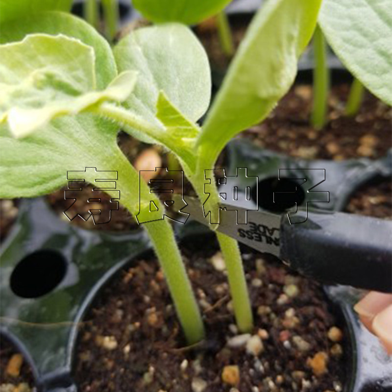 嫁接砧木种籽黄瓜西甜瓜辣椒茄子番茄白南瓜葫芦托鲁巴姆蔬菜种子
