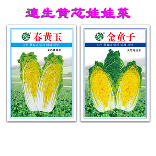 娃娃菜种籽金童子春黄玉高山原黄芯小白快高产四季盆栽农蔬菜种子