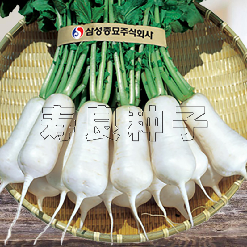 青年小伙萝卜种子小白泡菜专用韩国盆栽罗卜菜籽银童银星银宝