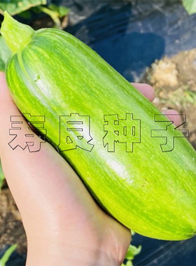 西葫芦种籽蔬菜种子韩国绿南瓜