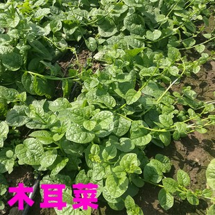 木耳菜种子大叶软浆青藤豆腐爬藤吊蔓四季盆栽野特产色蔬菜籽种孑