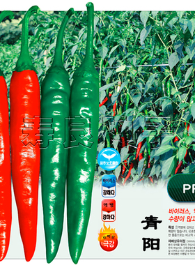 韩国青阳辣椒种子苗香辣干鲜生吃烤肉美人盆栽瓜果蔬菜种籽寿光