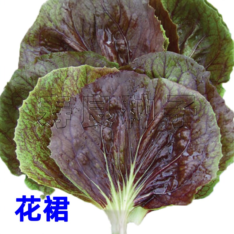 生菜种子菊苣花裙紫红烤肉包饭四家庭园艺种子