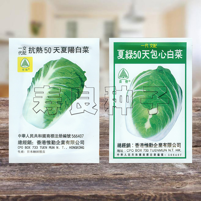 大白菜种子耐抗热50天夏阳夏绿早熟高产香港惟勤日本孑蔬菜籽寿光