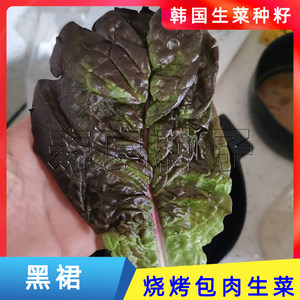 生菜种子寿良四季韩国大叶黑裙