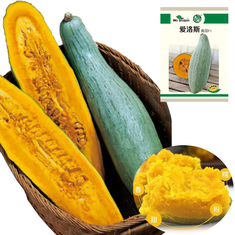 贵族南瓜种籽爱洛斯板栗质吊蔓爬地藤架盆栽农日本特色蔬菜瓜果子