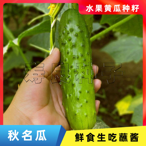 黄瓜种籽秋名瓜唐山秋瓜黑刺小型迷你水果生吃盆栽蔬菜瓜果种子 - 封面