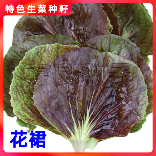 生菜种子菊苣花裙紫红烤肉包饭四季特色韩国育种蔬菜籽寿光莱孑