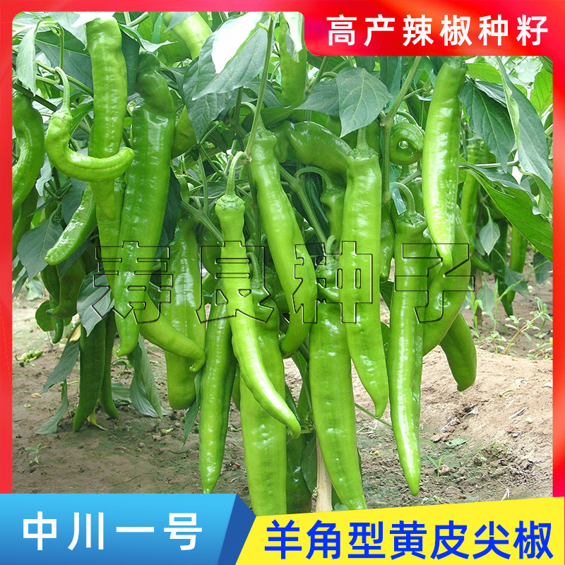 辣椒种籽中川一号大长羊角黄皮尖椒韩国盆栽高产蔬菜瓜果种子寿光