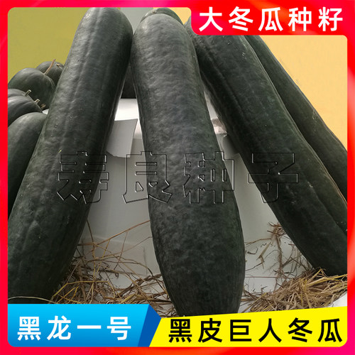 大冬瓜种子籽黑皮长身黑龙一号铁实心东节瓜巨特大高产蔬菜瓜果孑 - 封面