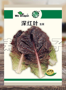 生菜种子深红叶大长牛舌奶油紫色韩国烤肉包饭四季种孑寿光蔬菜籽