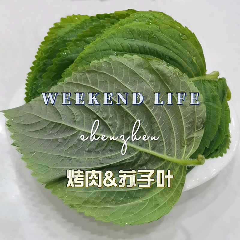 新鲜苏子叶紫苏叶大圆韩国料理烤肉食用生吃泡菜包饭寿光蔬菜山东