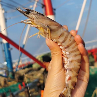 正宗舟山海鲜 小黄鱼·竹节虾·带鱼·船鱼 海鲜盛宴 顺