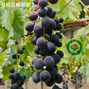 蛋婶儿有机巨峰葡萄新鲜采摘当季时令孕妇水果健康无污染鲜果整箱