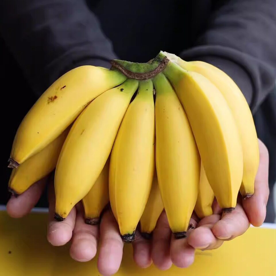 蛋婶儿佳丽香蕉海南三亚新鲜水果当季3斤装礼盒黄香蕉顺香甜顺空