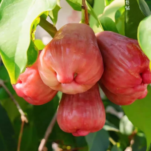 蛋婶儿南鹿有机莲雾海南南鹿一号莲雾新鲜当季热带水果孕妇顺丰