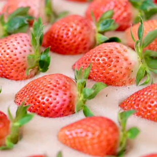 蛋婶儿云南玉溪草莓盲盒多品种隋珠粉玉梦之莹妙香黑珍珠新鲜当季