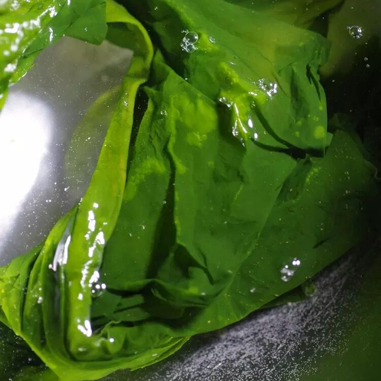 蛋婶儿有机嫩海带盐渍凉拌火锅食材新鲜厚实脆嫩海菜海草半成品