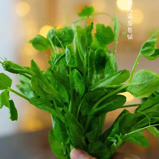 蛋婶儿豌豆尖新鲜蔬菜时令现摘现发重庆农家自种脆嫩营养健康时蔬