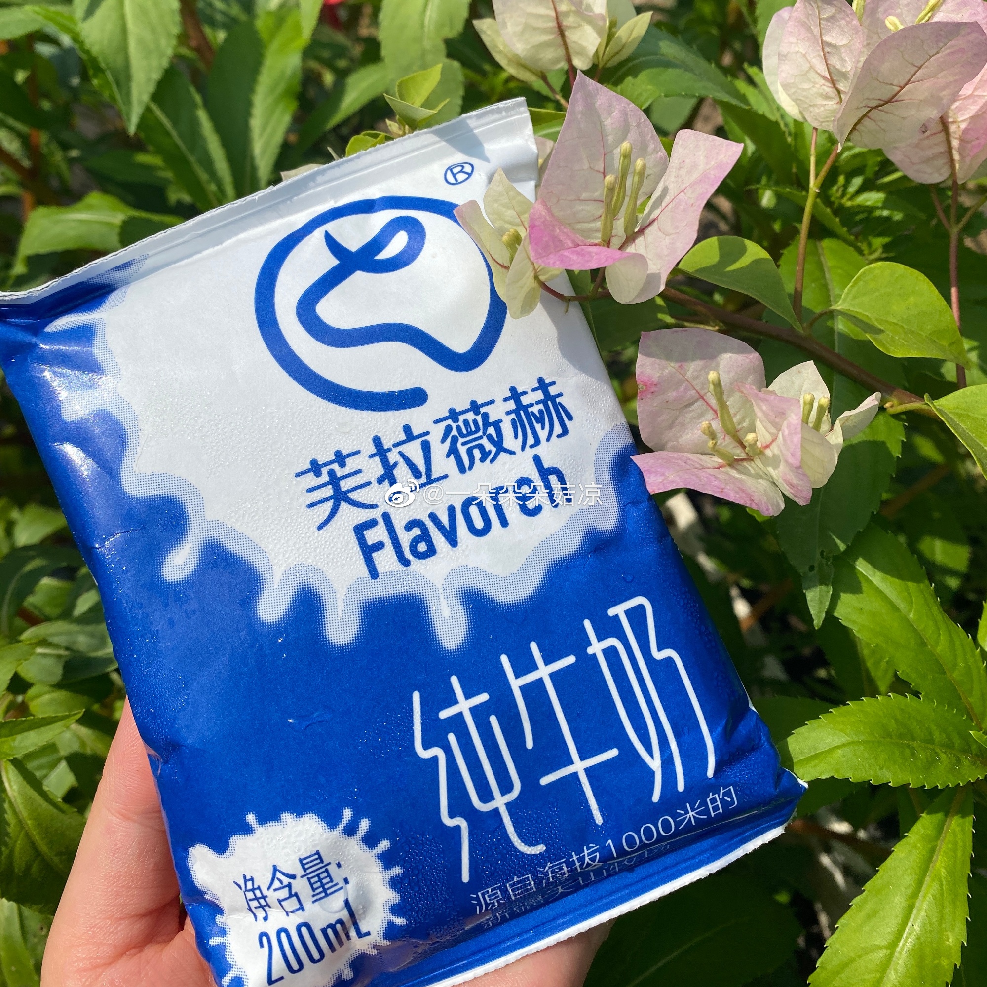 一杯新疆好奶 大家要的芙拉薇赫回归啦！发韵达/邮政 咖啡/麦片/冲饮 纯牛奶 原图主图