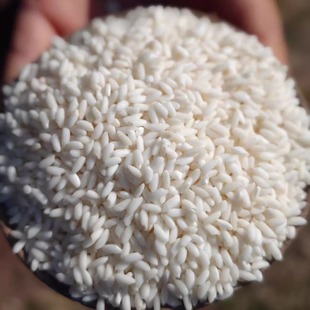 蛋婶儿2025新米凤羽白米云南大理特产大米非糙米稻香米粳米真空