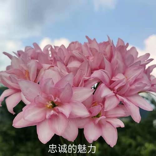 重瓣多色开花机器风雨兰韭兰