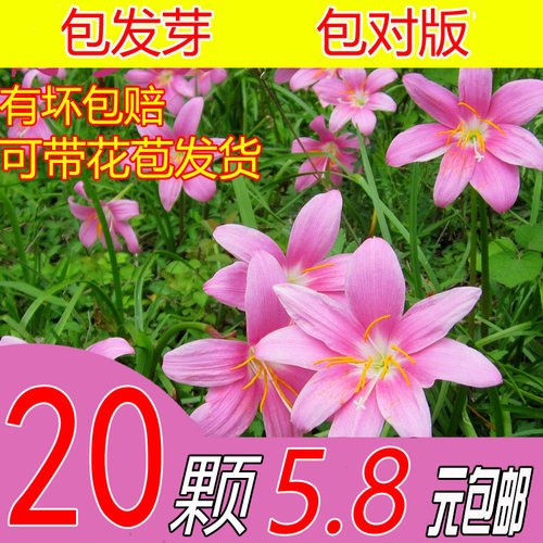 风雨兰多年生开花机器耐旱好养