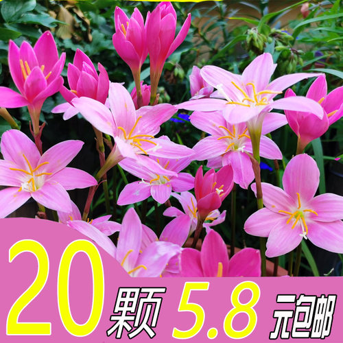 风雨兰韭兰韭莲韭菜兰韭菜莲盆栽阳台花园庭院小区苗圃绿化种球 - 封面