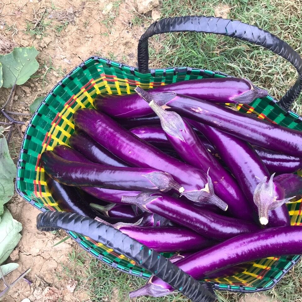 广西农家自种露天种植大紫茄子应季果蔬新鲜茄子烧烤红烧好货
