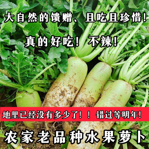 （父母辛勤种植的的老品种水果萝卜）正宗贵州农家自水果萝卜
