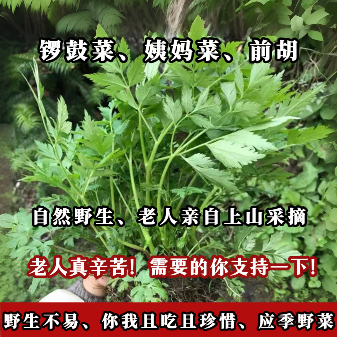 (自然野生)贵州深山野生锣鼓菜姨妈菜前胡新鲜现摘现发