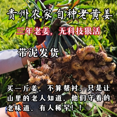 （农家自种小黄姜）贵州高山生姜新鲜现挖三年大块小黄姜老姜蔬菜