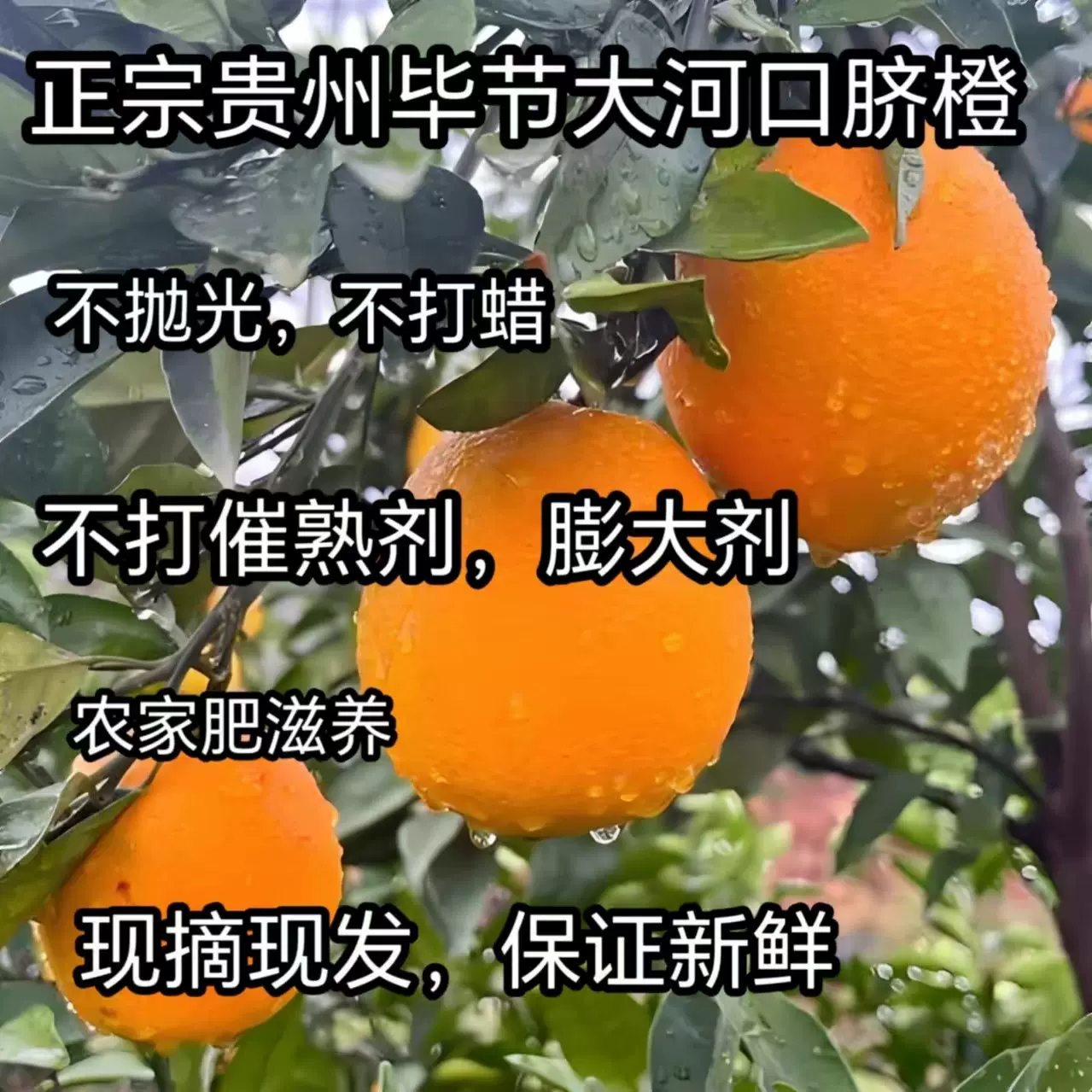 贵州毕节深山纽荷尔脐橙橙子新鲜橙子现摘现发当季水果华橙老品种,水产肉类/新鲜蔬果/熟食,橙,淘宝优惠券,粉丝福利购,淘宝优惠卷