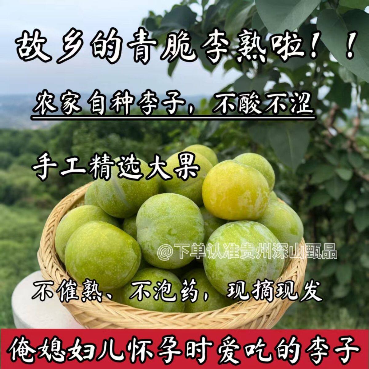 (数量不多、新老顾客都分点)贵州脱骨李子新鲜孕妇江安李糖心脆李