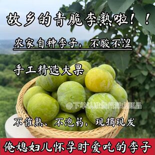 (数量不多、新老顾客都分点)贵州脱骨李子新鲜孕妇江安李糖心脆李