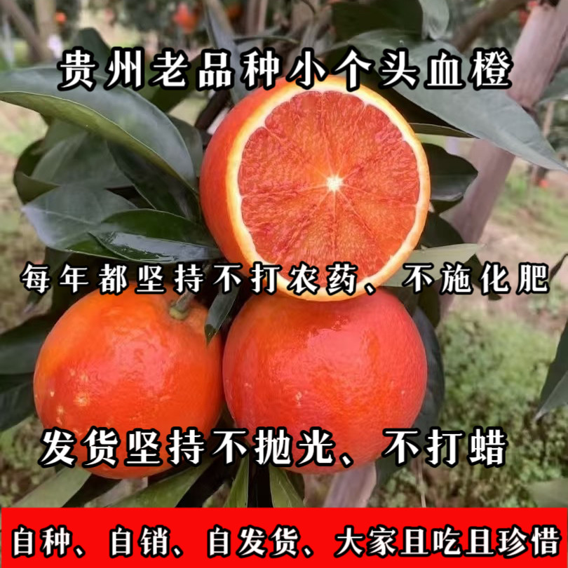 (店主强力推荐)贵州农家自种老品种血橙现摘现发新鲜水果
