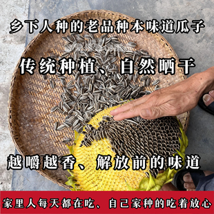 （儿时记忆中的老品种瓜子）贵州农家瓜子葵花籽自然晒干生瓜子