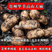 贵州仿野生原生态正宗天麻煲汤 林下天麻 生长在大雾山里