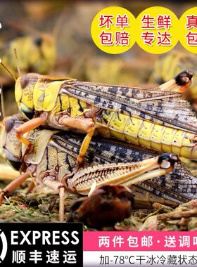 新鲜蚂蚱昆虫美食活体冷冻蝗虫