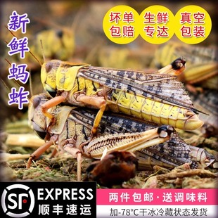 新鲜蚂蚱昆虫美食蝗虫活体冷冻公母带卵籽鸟鱼食烧烤食材2件 包邮