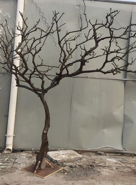 去皮干树枝造景干枝树干许愿树枯树室内造型树枝干原木树枝装饰树