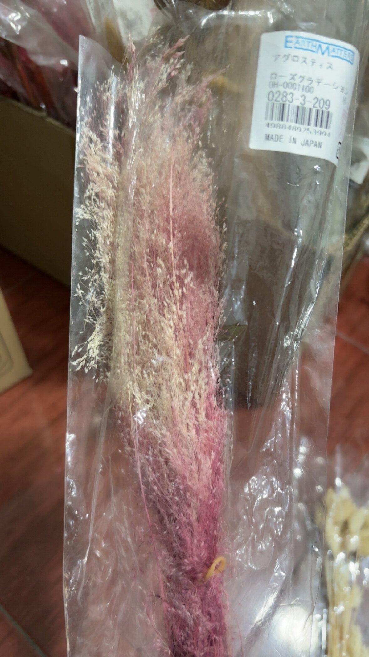 特价处理日本大地喷泉草一束