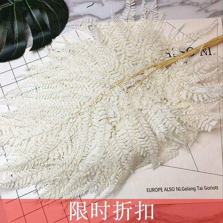 日本進口大地農園蕨類植物白色綠色(單片價剪成2片發)永生花蕨葉