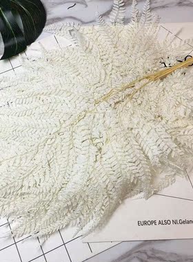 日本进口大地农园永生花蕨叶蕨类植物白色绿色叶片叶子