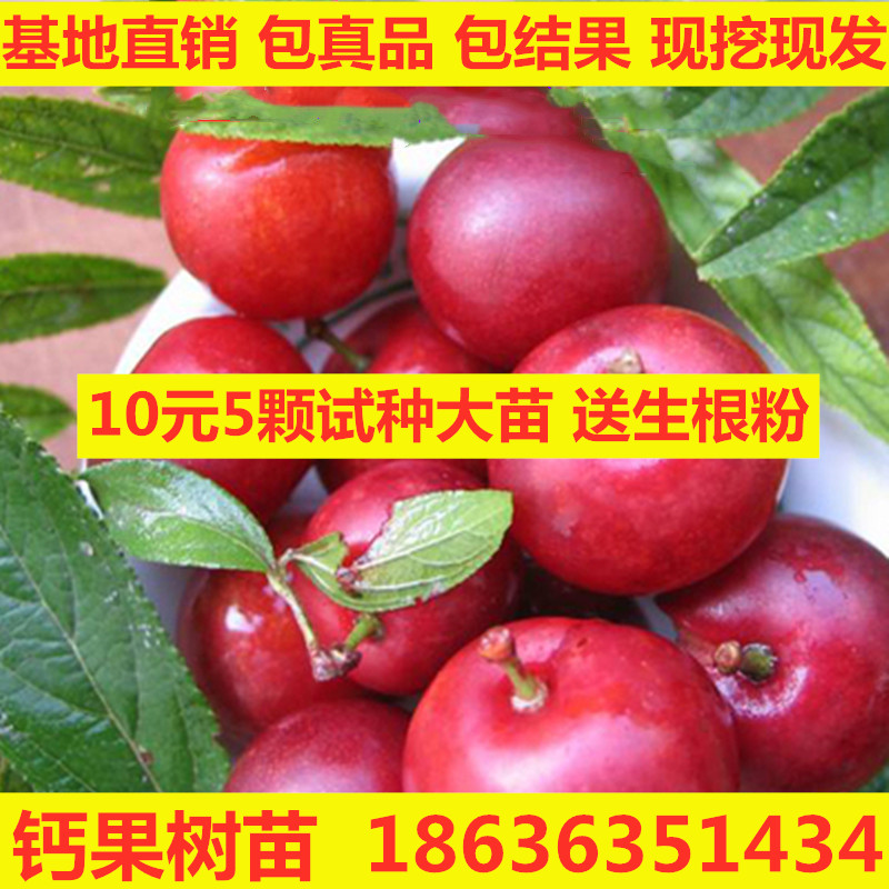 钙果树苗农大中华钙果苗盆栽地栽果树苗南方北方种植当年结果
