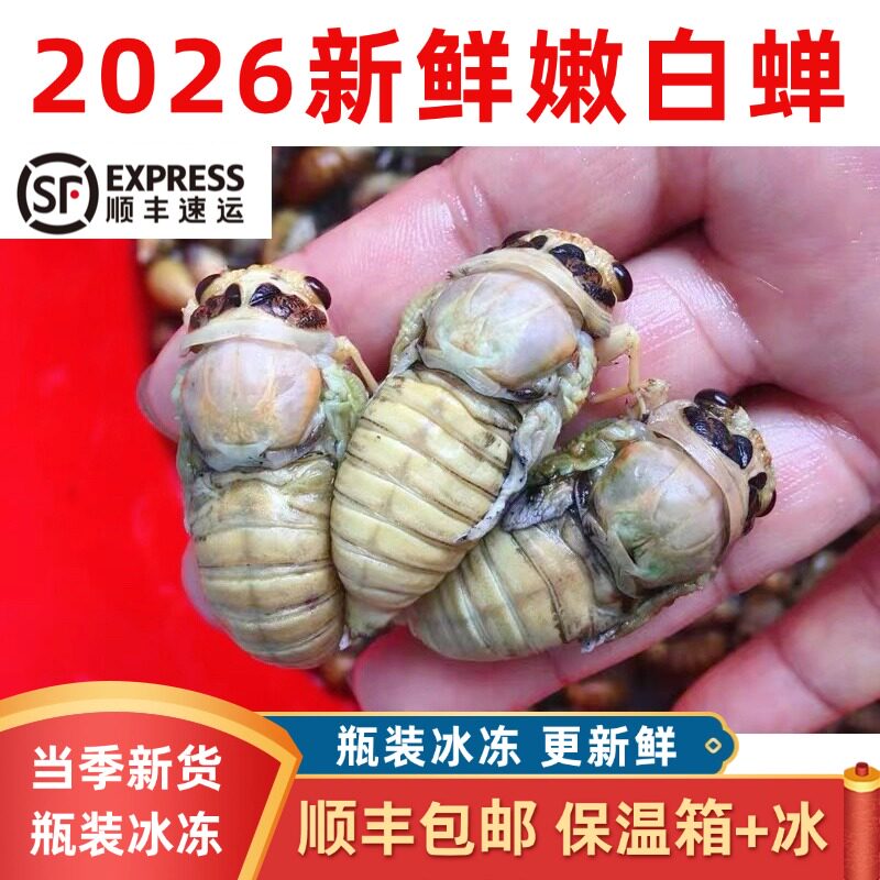 2026新鲜蜕变金蝉嫩知了猴顺丰