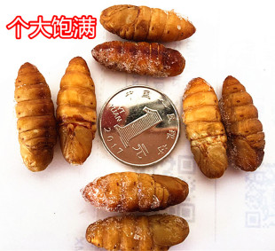 包邮 昆虫桑蛹3斤多省 2025年新鲜蚕蛹金丝蚕蛹活体冰冻1斤11.6元